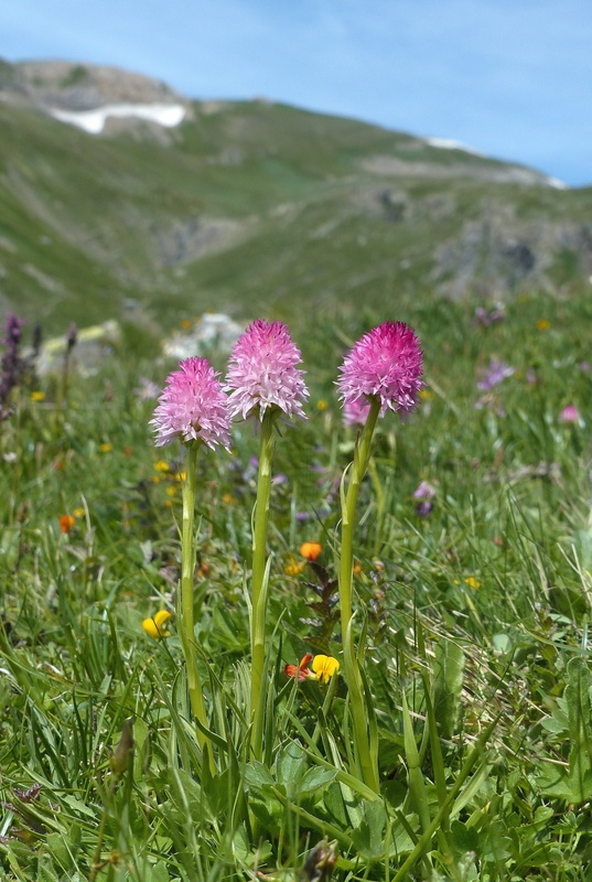 Nigritella corneliana, una regina nelle Alpi occidentali  Savoia francese   luglio 2023.